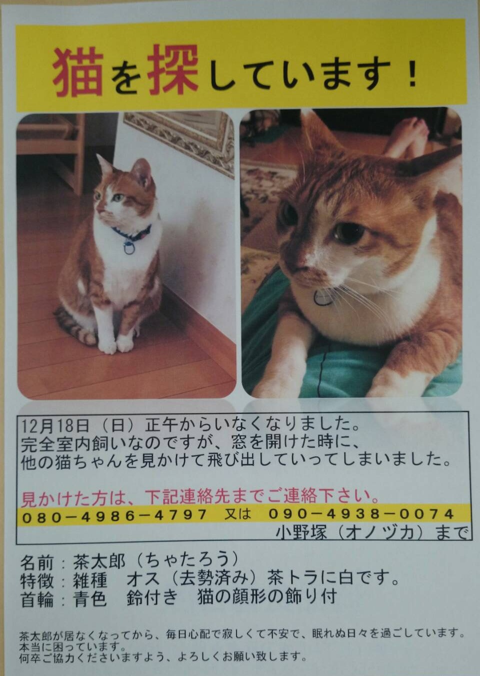 行方不明の猫について 幸手東武団地自治会